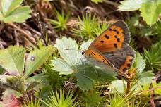 Butterfly Walk at Great Neck Wildlife Sanctuary (Wareham)