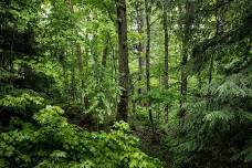 Summer Solstice Forest Bathing in partnership with Minneapolis Parks and Rec