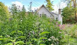 Native Plant Giveaway & Exchange at BEAT’s Rain Garden