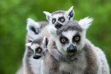 Multicultural Playgroup - Madagascar Lemurs