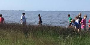 Plant Wetlands Grasses at Carolina Beach State Park