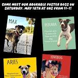 Fabulous Foster Dog Adoption Event