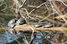 Reptiles and Amphibians for Dad