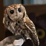 State Parks Week event: Owl meet-and-greet & nest-box workshop — Ronnie's Awesome List