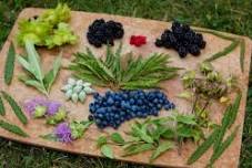 MMTA Wild Edibles and Medicinal Plant Walk