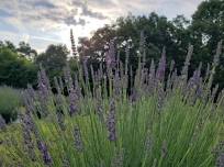 Lavender U-Pick at Wadecraft Farms