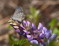 Sip and Seed Stewardship Event – Muir Preserve