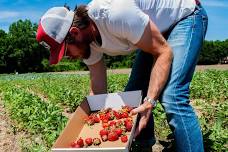 STRAWBERRY SOCIAL