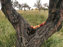 The sweet taste of success.  The efforts to bring back unknown or lost varieties of apples.