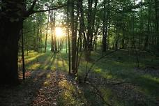 Summer Solstice Sunset Hike @ Bundy Hill Preserve