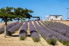 YOGA at Hambly Lavender Farm