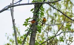 Alan Devoe Bird Club Spring Migration Bird Walk