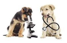 Low-Cost Drive Thru Vaccination & Microchip Clinic