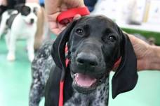 Puppy Preschool, Morrinsville