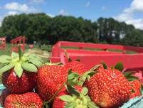 Hickory Ridge Farm Strawberry Picking and Farm Fun