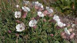 Discover the wildflowers of Cley's shingle ridge