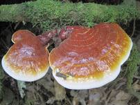 Mushroom Mountain Farm Tour