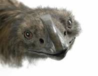 Birds NZ: The Legendary Moa