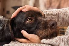 Introduction To Reiki for Animals