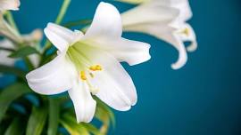 Easter Lily Payments Due