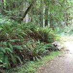 RUSSIAN GULCH FERN CANYON HIKE