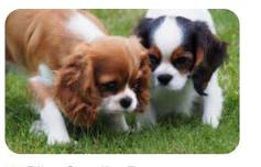 Cavalier King Charles Spaniel meet up