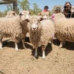 Sheep Shearing Festival