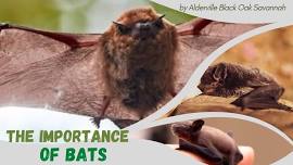 The Importance of Bats