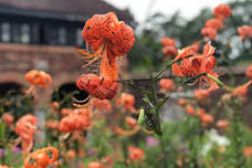 King’s Garden Adirondack Plant Sale | Fort Ticonderoga | Adirondacks