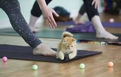 Yoga & Kittens!