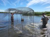 Duck banding trap build day