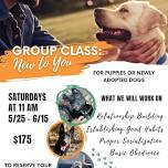 New to You Dog Training Group Class