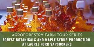 Forest Botanicals and Maple Syrup Production at Laurel Fork Sapsuckers