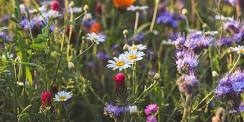 Wildflower Hike in South Park