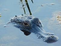 Radical Reptiles: Alligators!