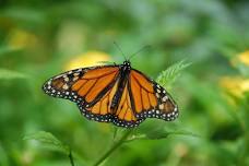 All about Monarchs with Lauri Juday