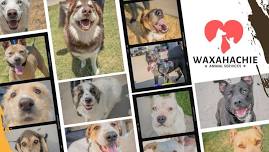 Adoption Booth - PetSupplies Plus Waxahachie