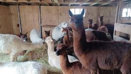 Alpaca Spa Day!