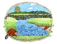 Revitalizing Eco Systems - Beavers role in Restoring Wetlands