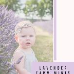 Lavender Farm Minis