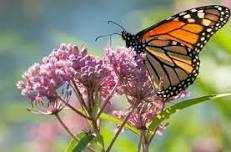 Pollinator Hedgerow Planting - Volunteer Work Day