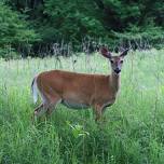 Deer Processing Demonstration