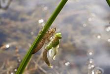 PPLT Kids’ Nature Class 2024 – River Macro-invertebrates