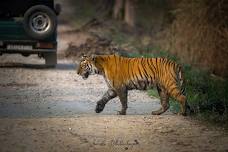 Tadoba Jungle Safari & Workshop