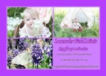 Lavender Field Mini Sessions