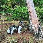 Wagging Tails on Winman Trails