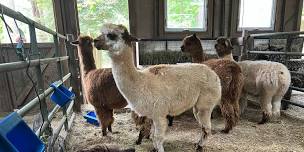 Weekend Creekwater Alpaca Farm Barn Tour