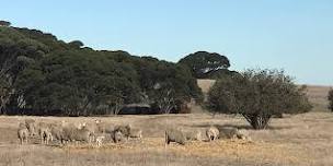 Shed Talks - feeding sheep in dry times (Parndana)