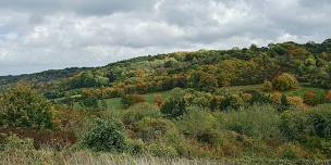 Wilder Kent Safari: Wilding Heather Corrie Vale