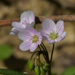 Spring Ephemerals